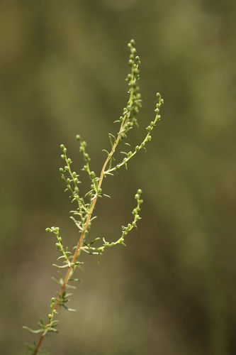 Artemisia campestris ssp. glutinosa