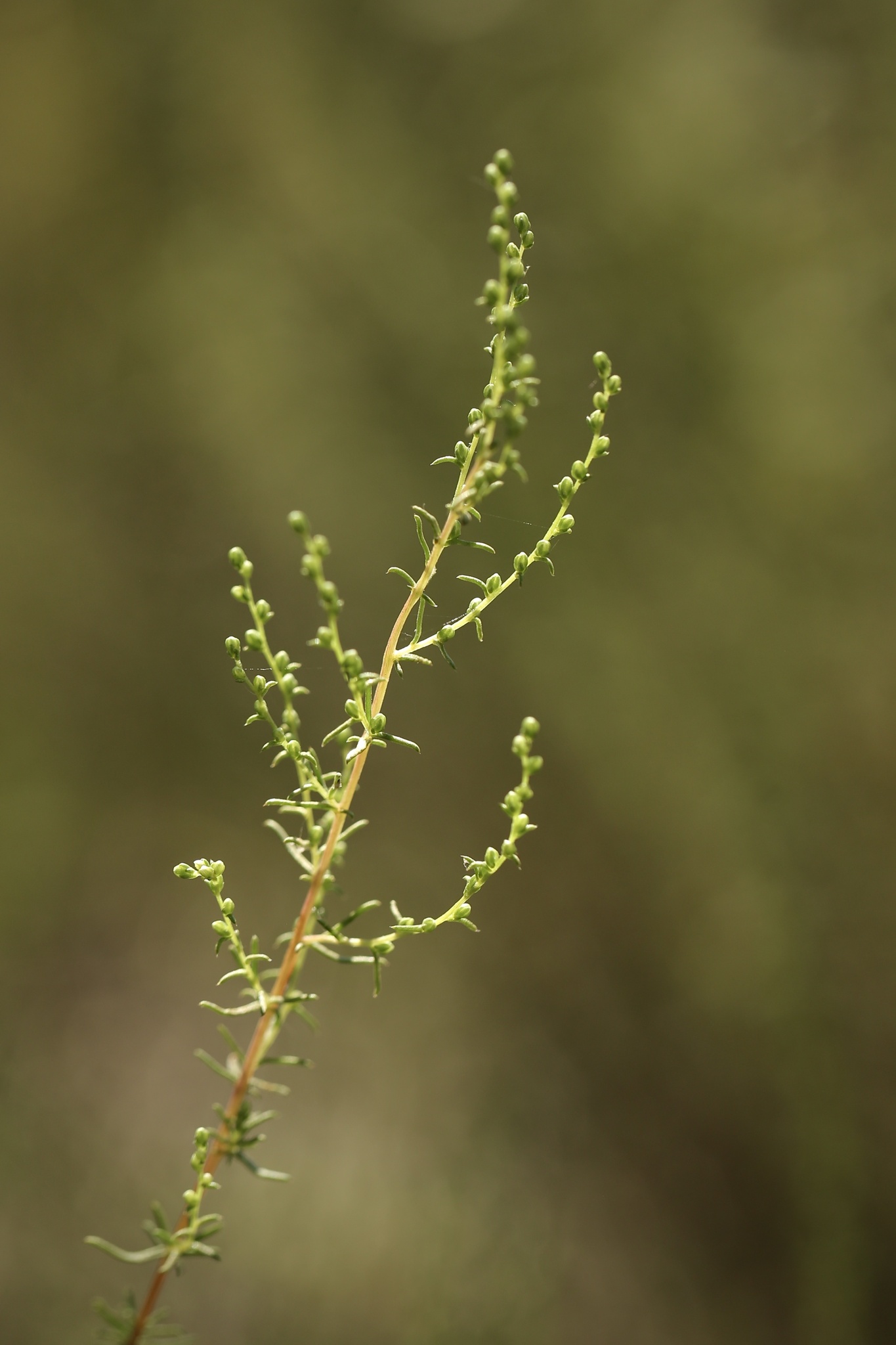 Artemisia campestris ssp. glutinosa