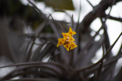 Tillandsia ixioides