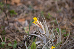 Tillandsia ixioides