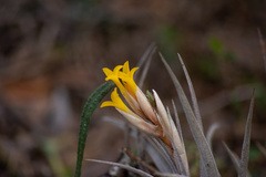 Tillandsia ixioides