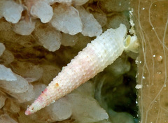 Bouchetriphora pallida