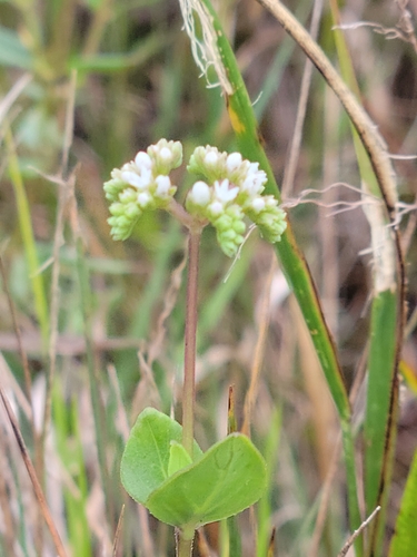 Image of Mitreola sessilifolia by (c) Jay Horn, some rights reserved (CC BY)