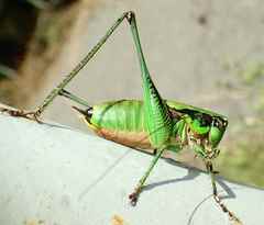 Eupholidoptera chabrieri