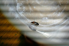 Calathus melanocephalus