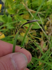 Carex macrochaeta