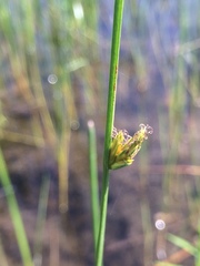 Schoenoplectus torreyi
