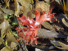 Metacallophyllis laciniata