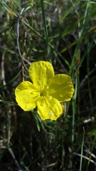Calylophus