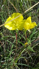 Calylophus