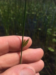 Schoenoplectus torreyi