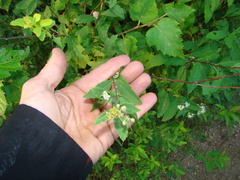 Spiraea alba alba