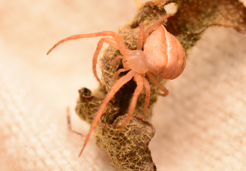 Kaira hiteae