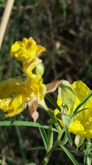 Calylophus