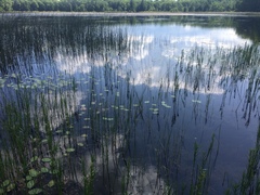 Schoenoplectus torreyi