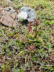 Tofieldia coccinea