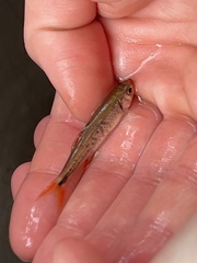 Notropis chiliticus