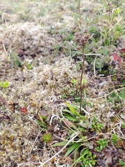 Tofieldia coccinea