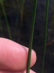 Schoenoplectus torreyi