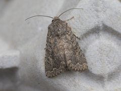 Protorthodes alfkenii