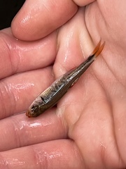 Notropis chiliticus