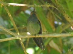 Urochroa bougueri