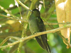 Urochroa bougueri