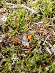 Mycena strobilinoidea