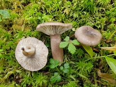 Lactarius pseudomucidus
