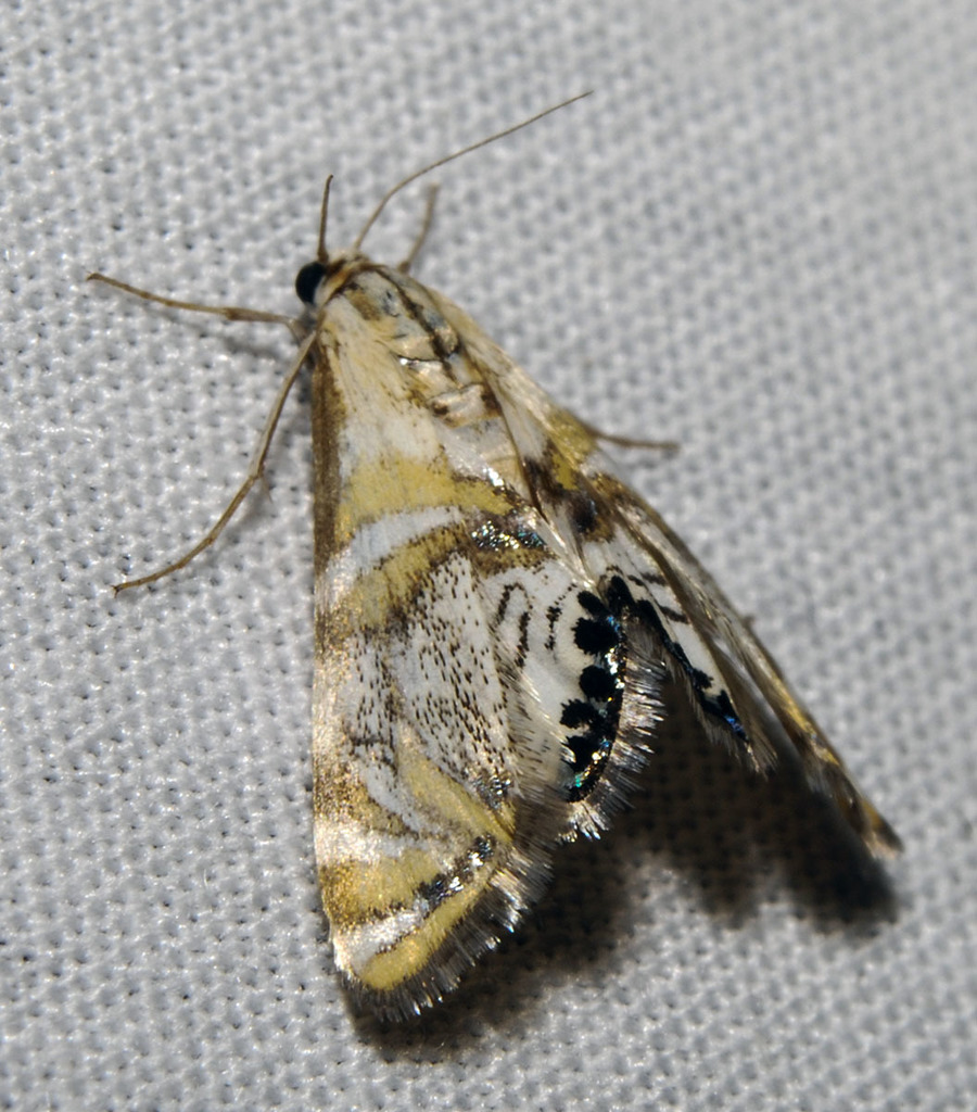 Kearfott's Petrophila