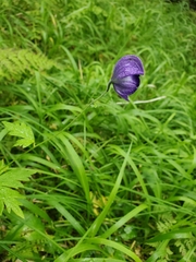 Aconitum delphiniifolium