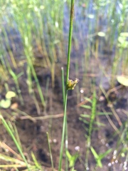 Schoenoplectus torreyi