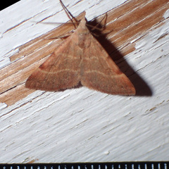 Hemeroplanis rectalis