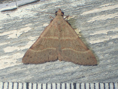 Hemeroplanis rectalis