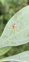 Spintharus