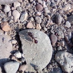 Pogonomyrmex rugosus