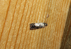 Eucosma ornatula