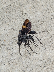 Pristaulacus fasciatus