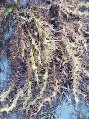 Grateloupia californica