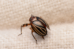 Phylloscelis atra