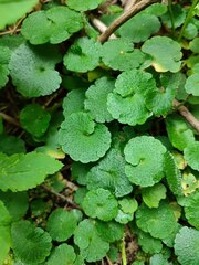 Chrysosplenium alternifolium