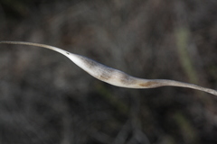 Dipterostemon capitatus