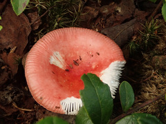 Russula silvestris