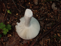 Russula silvestris
