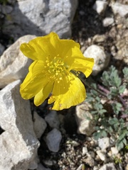 Papaver alpinum