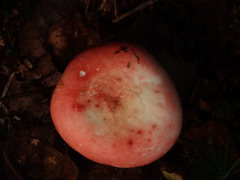 Russula silvestris