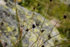 Juncus jacquinii