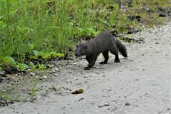 Neogale vison evergladensis