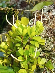 Peperomia berlandieri