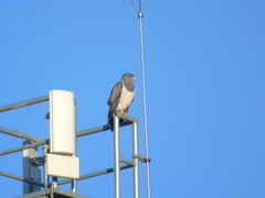 Geranoaetus melanoleucus